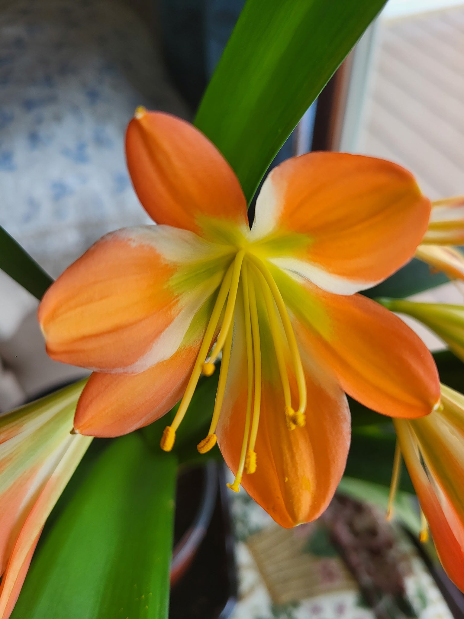 Clivia green throat blooming 17 leaves with seed pods