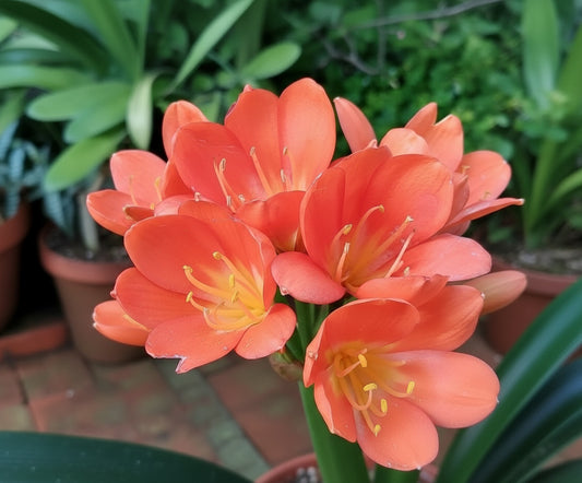 Close-up of vibrant coral-colored Japanese daruma