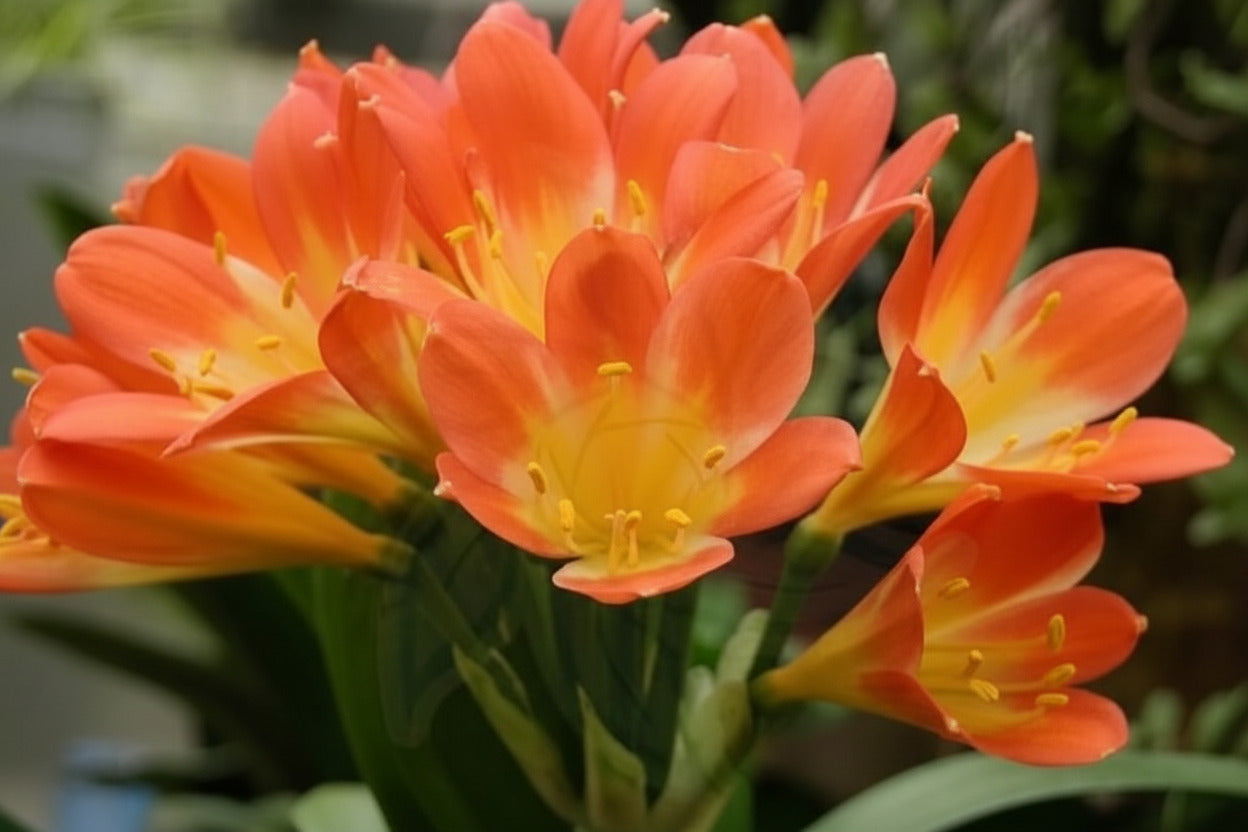 Clivia bush lily young Japanese Daruma compact plant orange great gift one vigorous plant one plant
