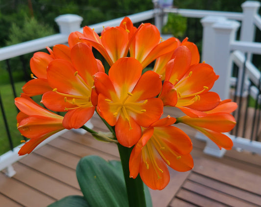 Monk Clivia Chinese compact orange rare one seedling one plant