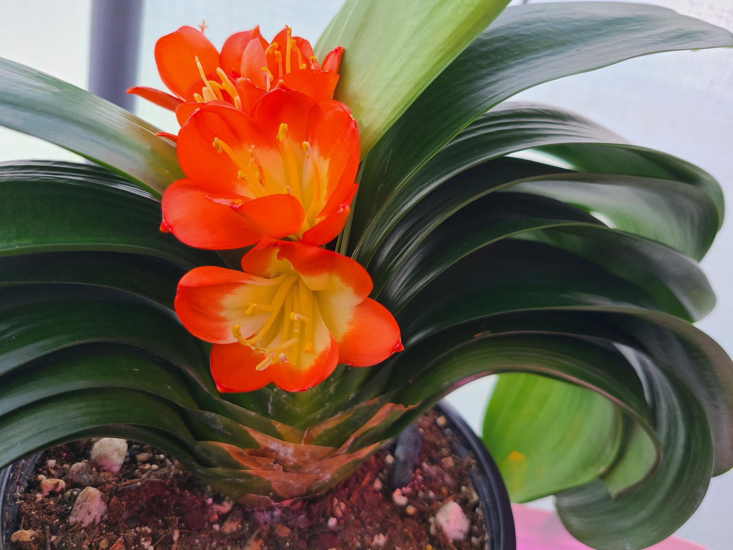Japanese broad leaf compact Clivia 2 inches tall one plant