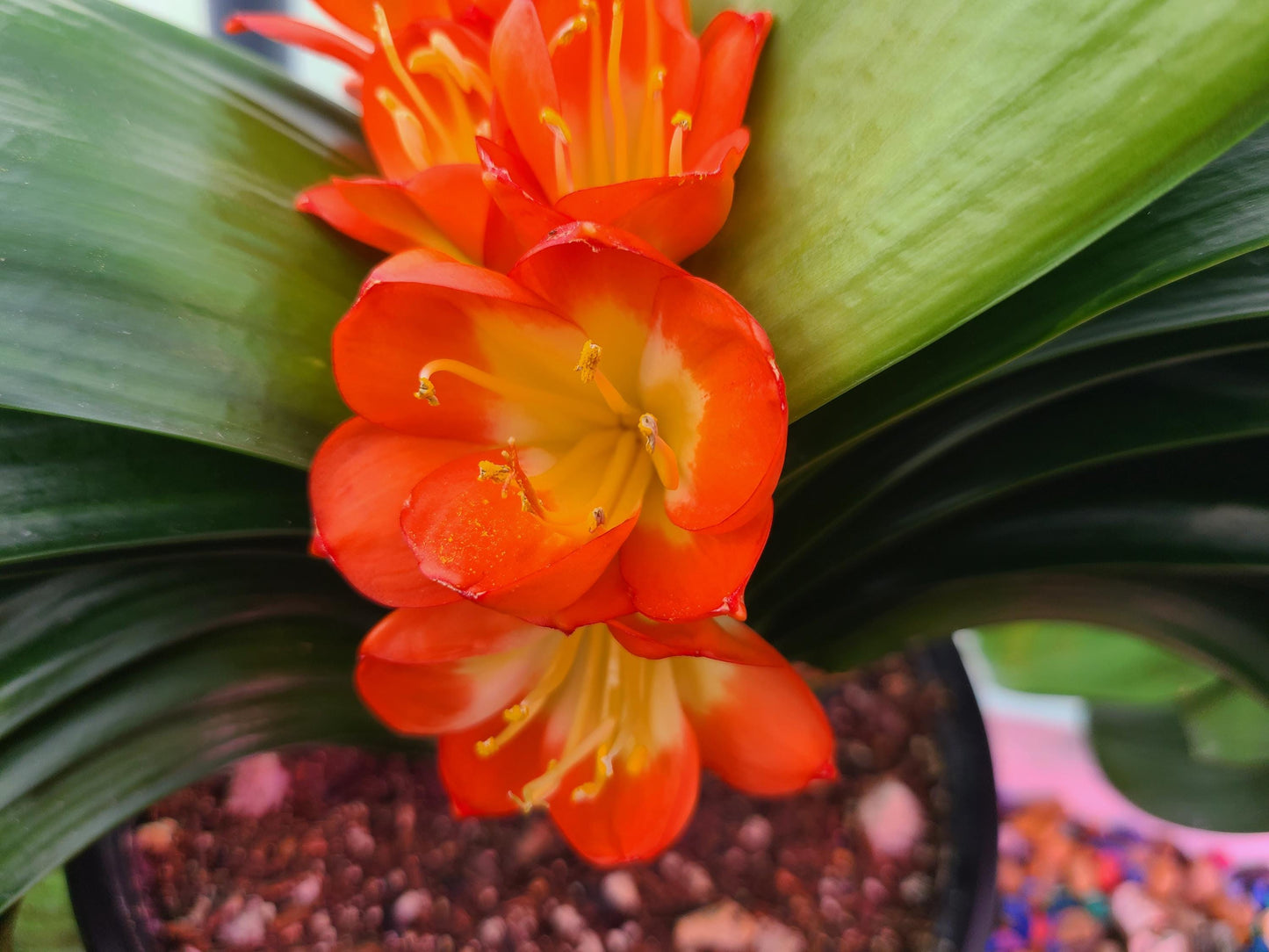 Japanese broad leaf compact Clivia 2 inches tall one plant