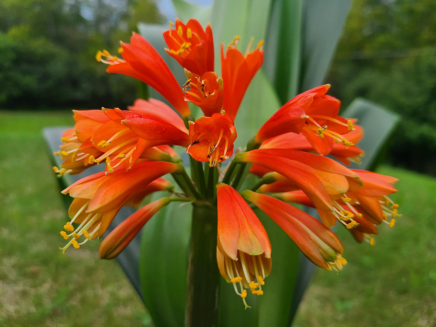 Clivia Maniata x Clivia Caulescens x (compact variegated clivia orange) open pollinated interspecific seedling one plant