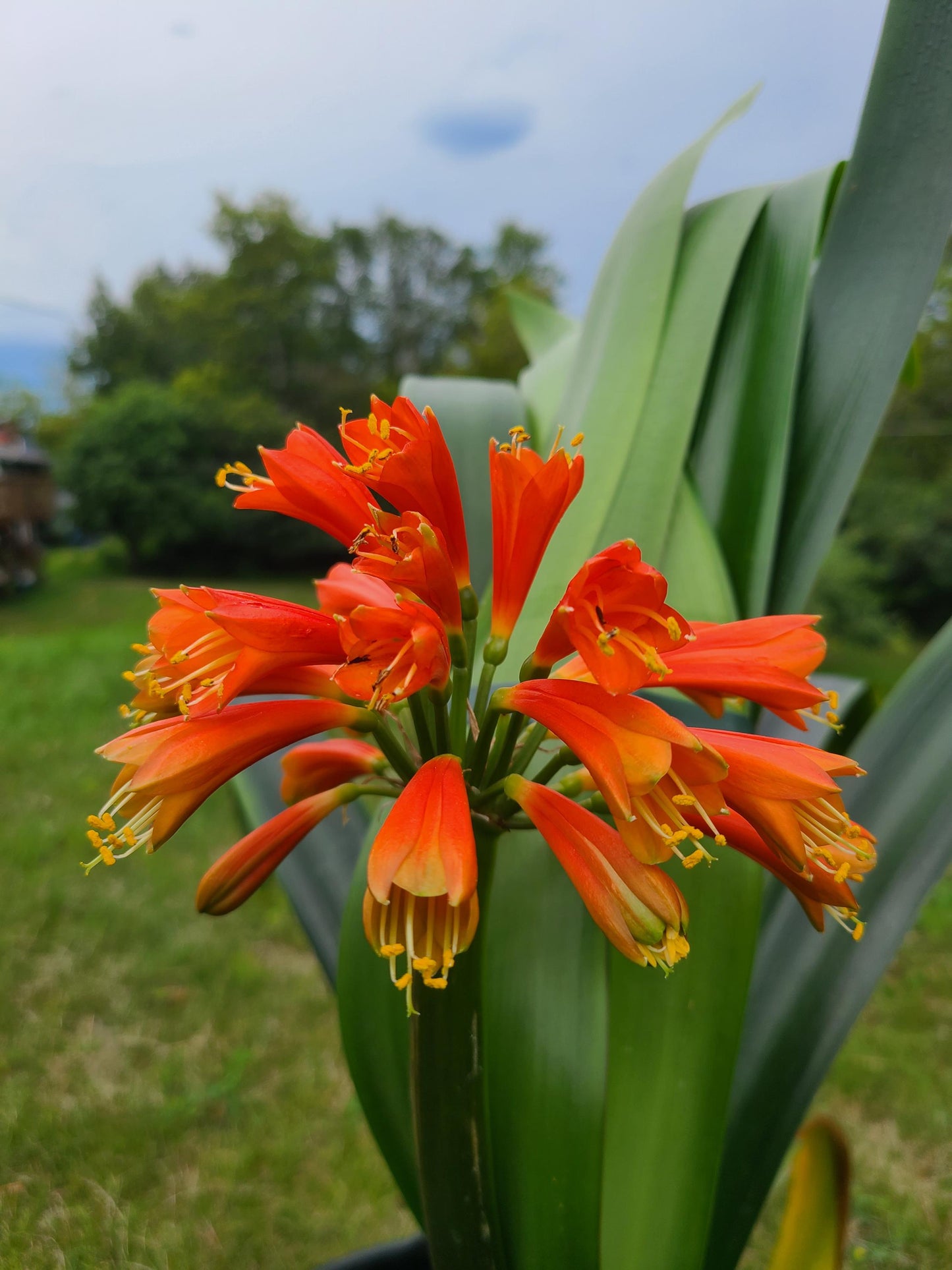 Clivia Maniata x Clivia Caulescens x (compact variegated clivia orange) open pollinated interspecific seedling one plant