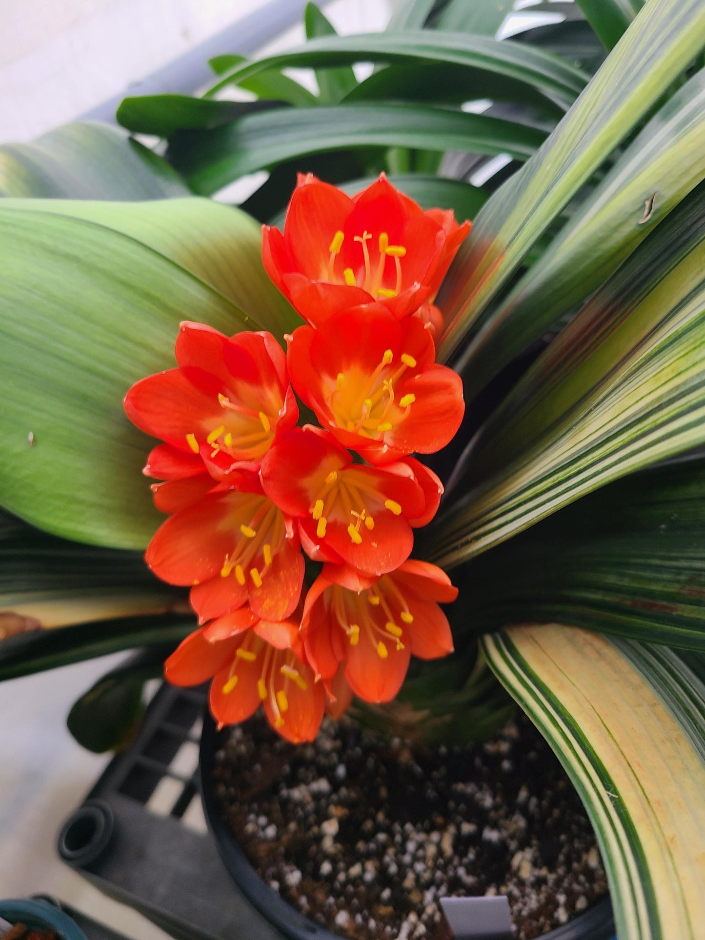 Civia Maniata x Clivia Caulescens x (compact variegated clivia orange) open pollinated interspecific hybrid 3 fresh seeds (not plants) one plant