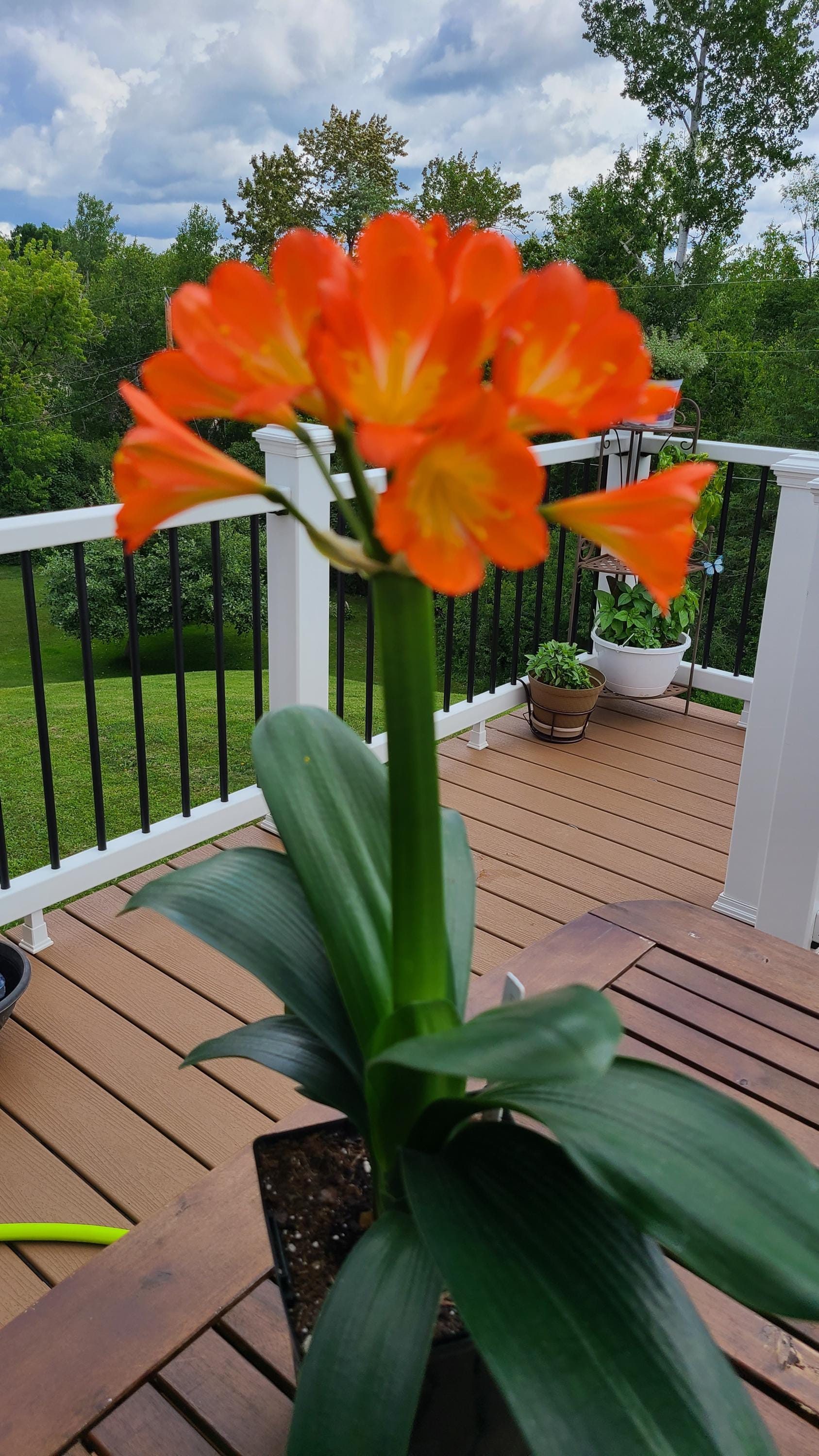 Monk Clivia Chinese compact orange rare one one plant