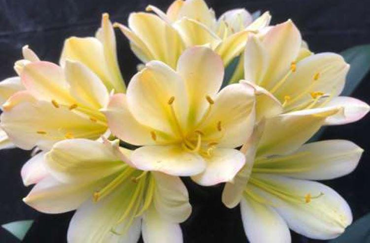 Clivia compact broad leaves  Chinese Blush x Self seedling 2-3 leaves 4-5 inches tall one plant