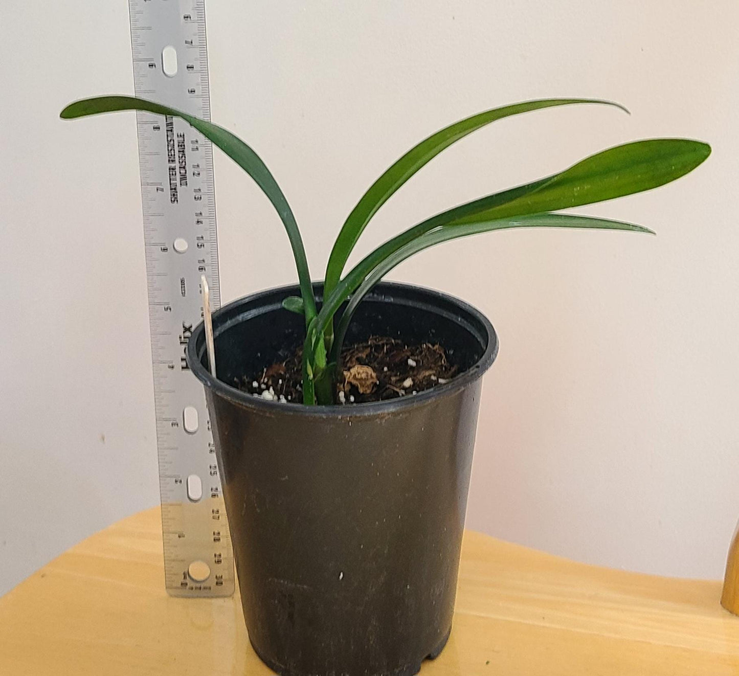 Clivia seedling scented beautiful pink peach Melba Peach x self with fragrance 2 leaves 6 inches tall one plant