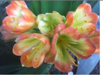 Clivia seedlings Green Throat Hattori 2-3 leaves 4-6 inches tall one plant