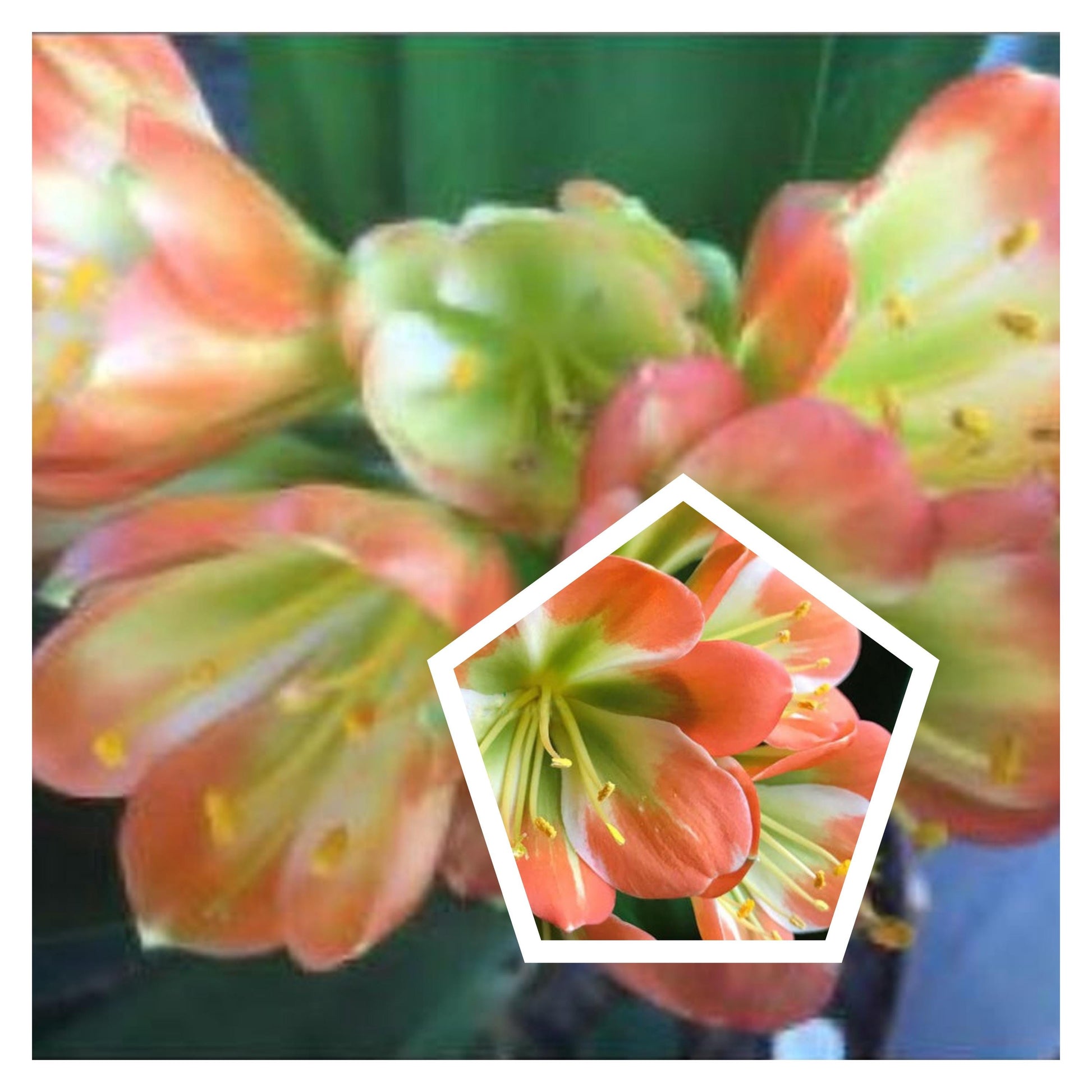 Clivia seedlings Green Throat Hattori 2-3 leaves 4-6 inches tall one plant