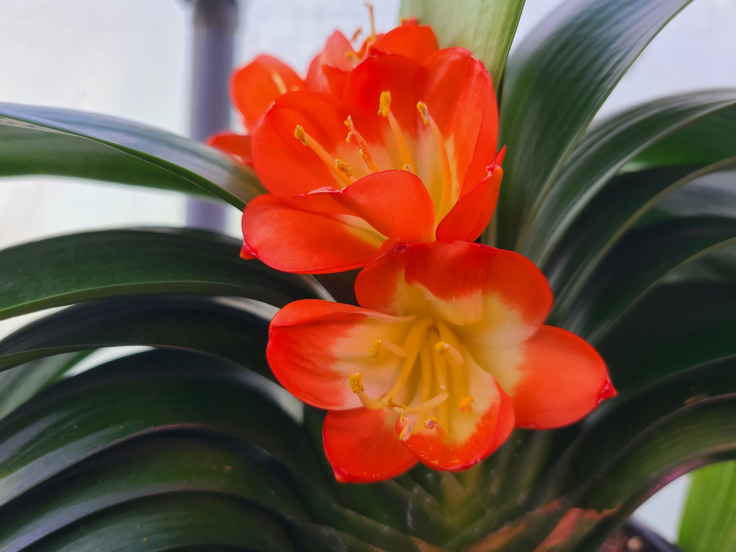 Japanese broad leaf compact Clivia 2 inches tall one plant