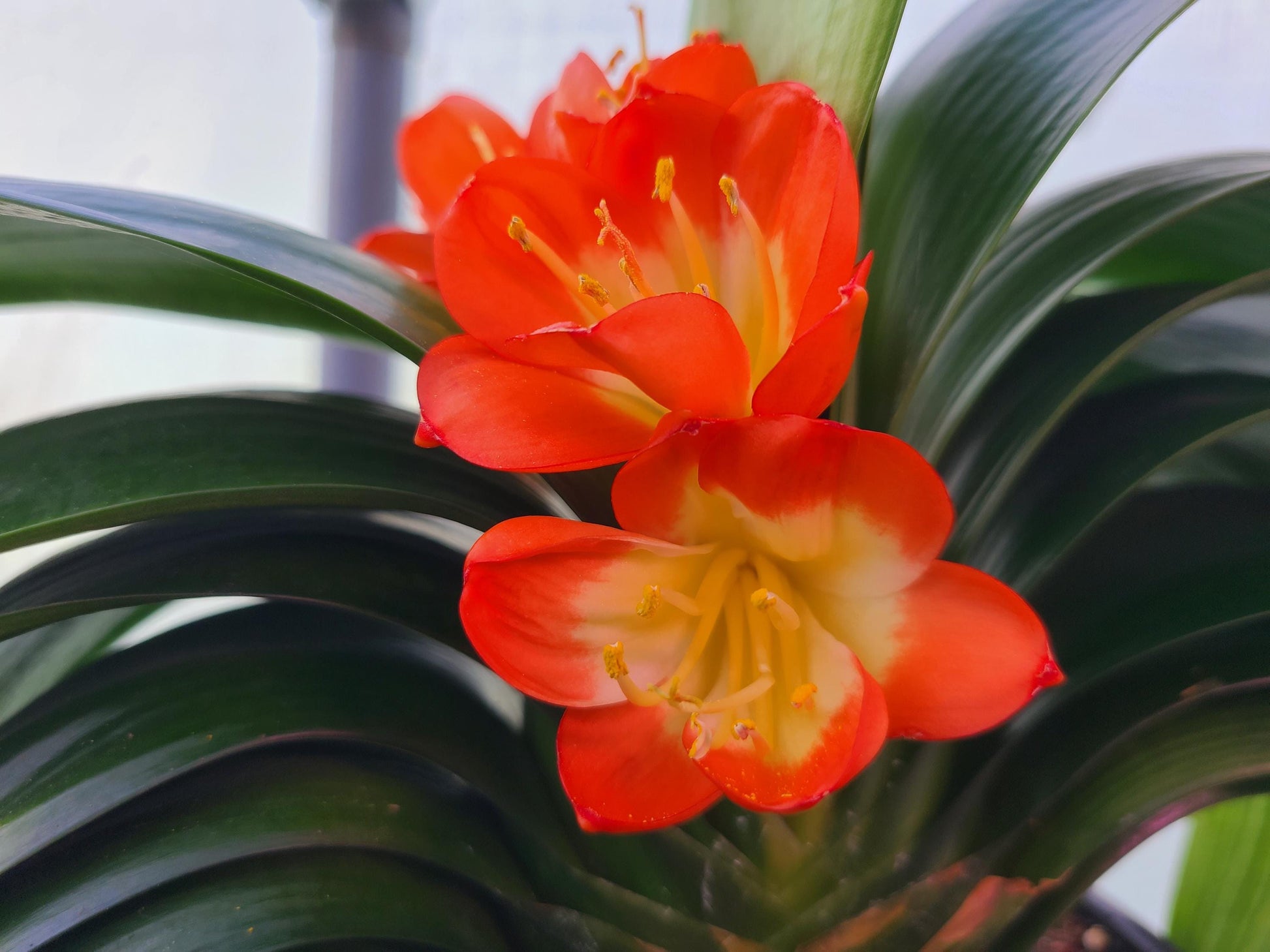 Japanese broad leaf compact Clivia 2 inches tall one plant
