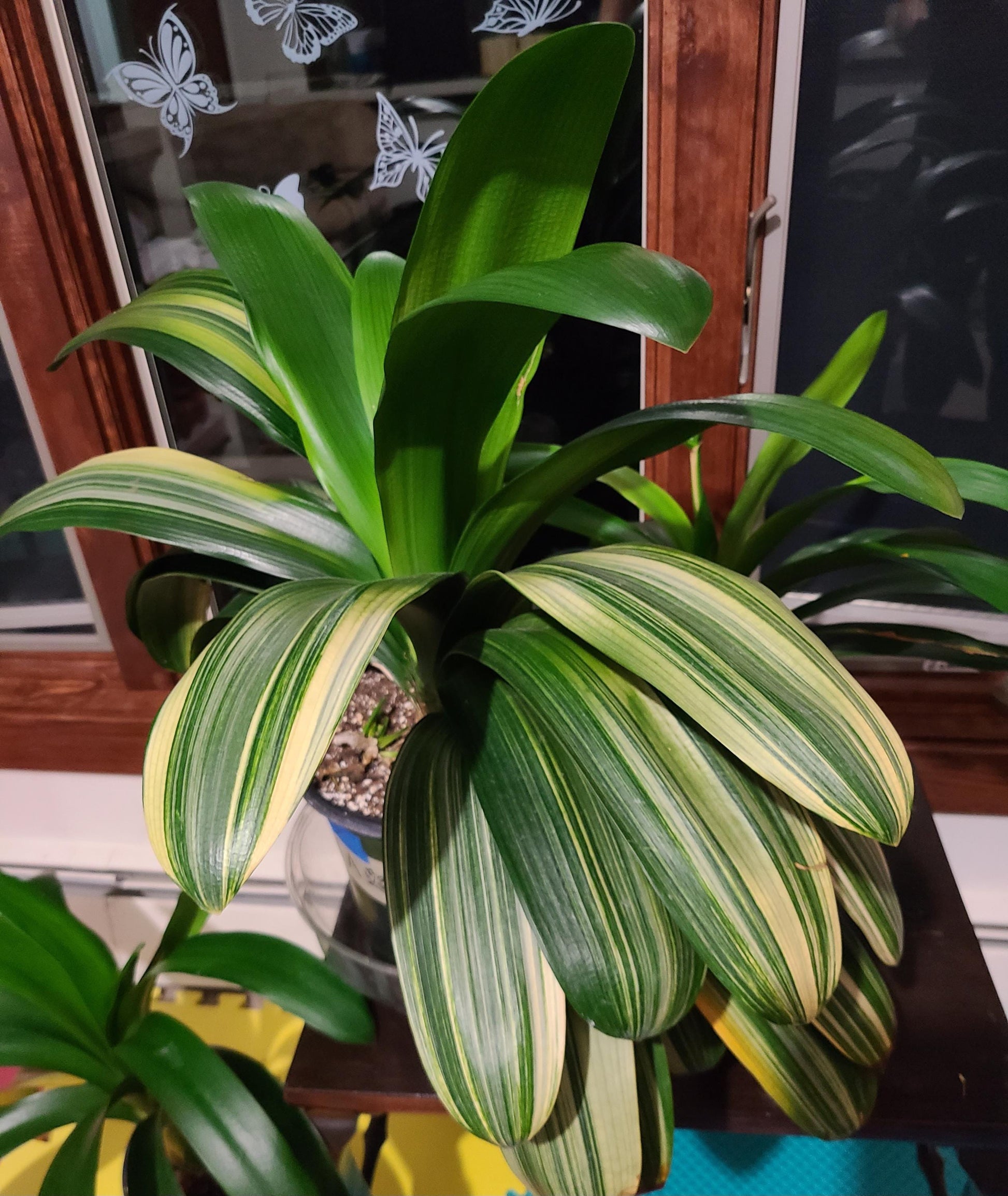 Civia Maniata x Clivia Caulescens x (compact variegated clivia orange) open pollinated interspecific hybrid 3 fresh seeds (not plants) one plant