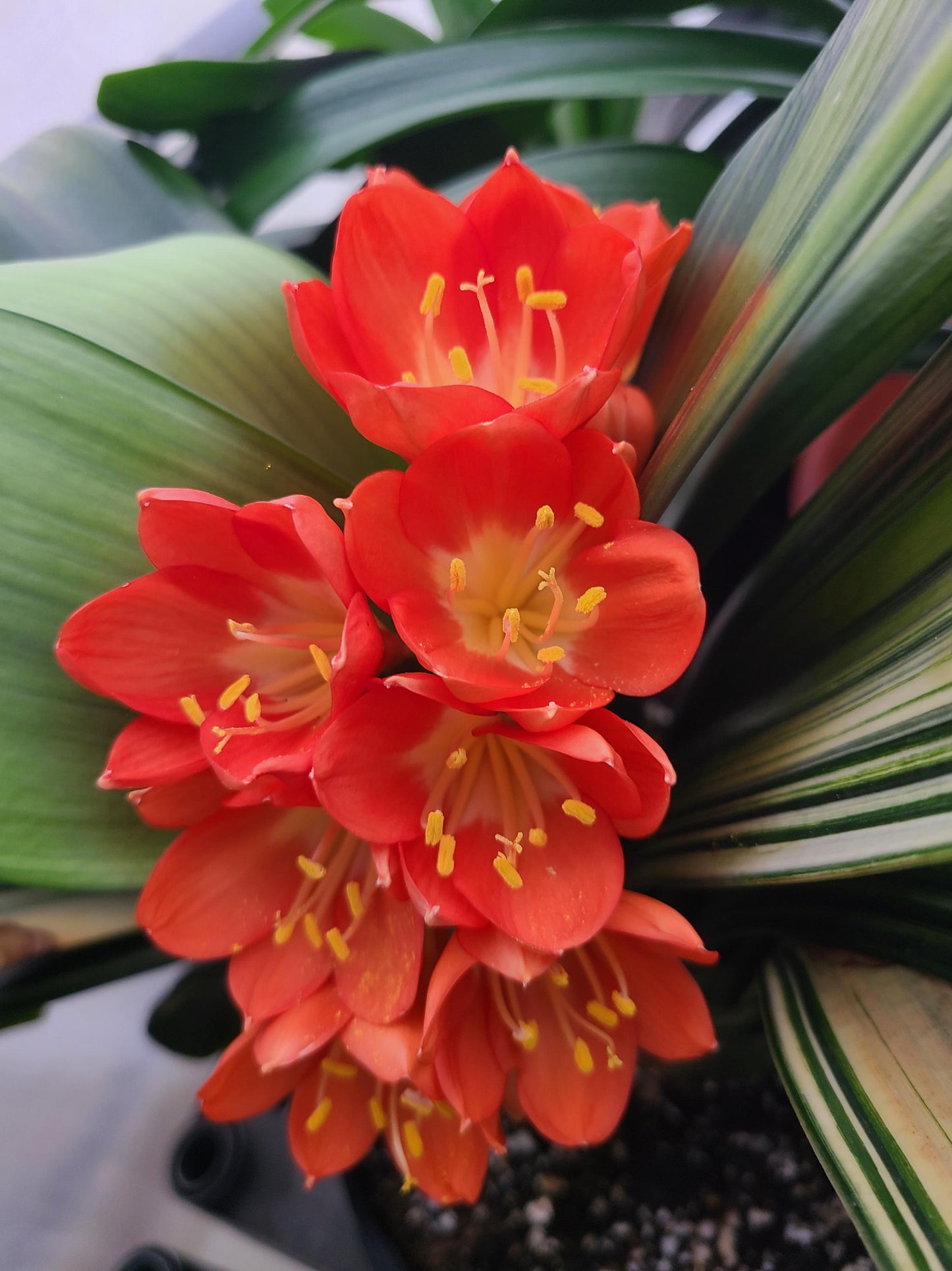 Civia Maniata x Clivia Caulescens x (compact variegated clivia orange) open pollinated interspecific hybrid 3 fresh seeds (not plants) one plant