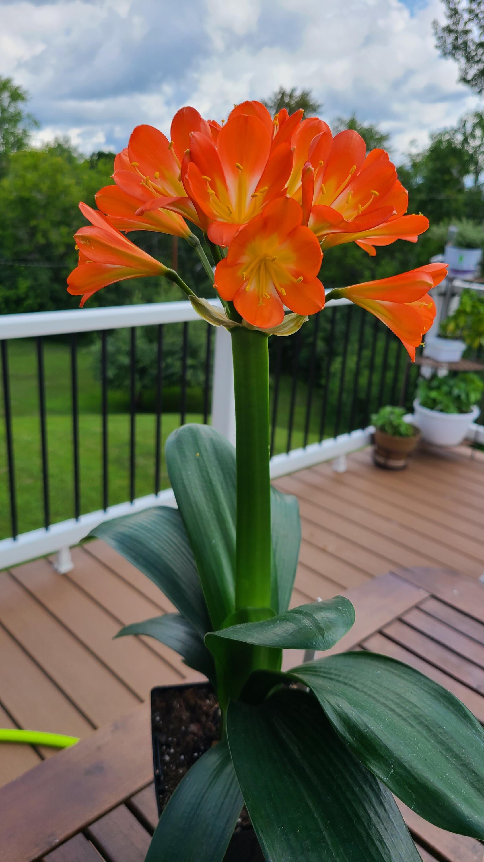 Monk Clivia Chinese compact orange rare one one plant