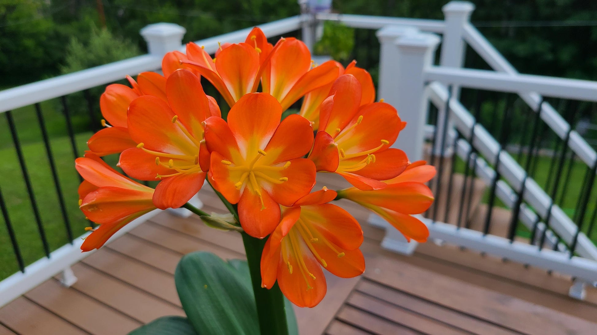 Monk Clivia Chinese compact orange rare one one plant