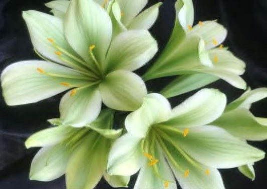 Clivia seedling Japanese Hirao 2 inches tall one plant