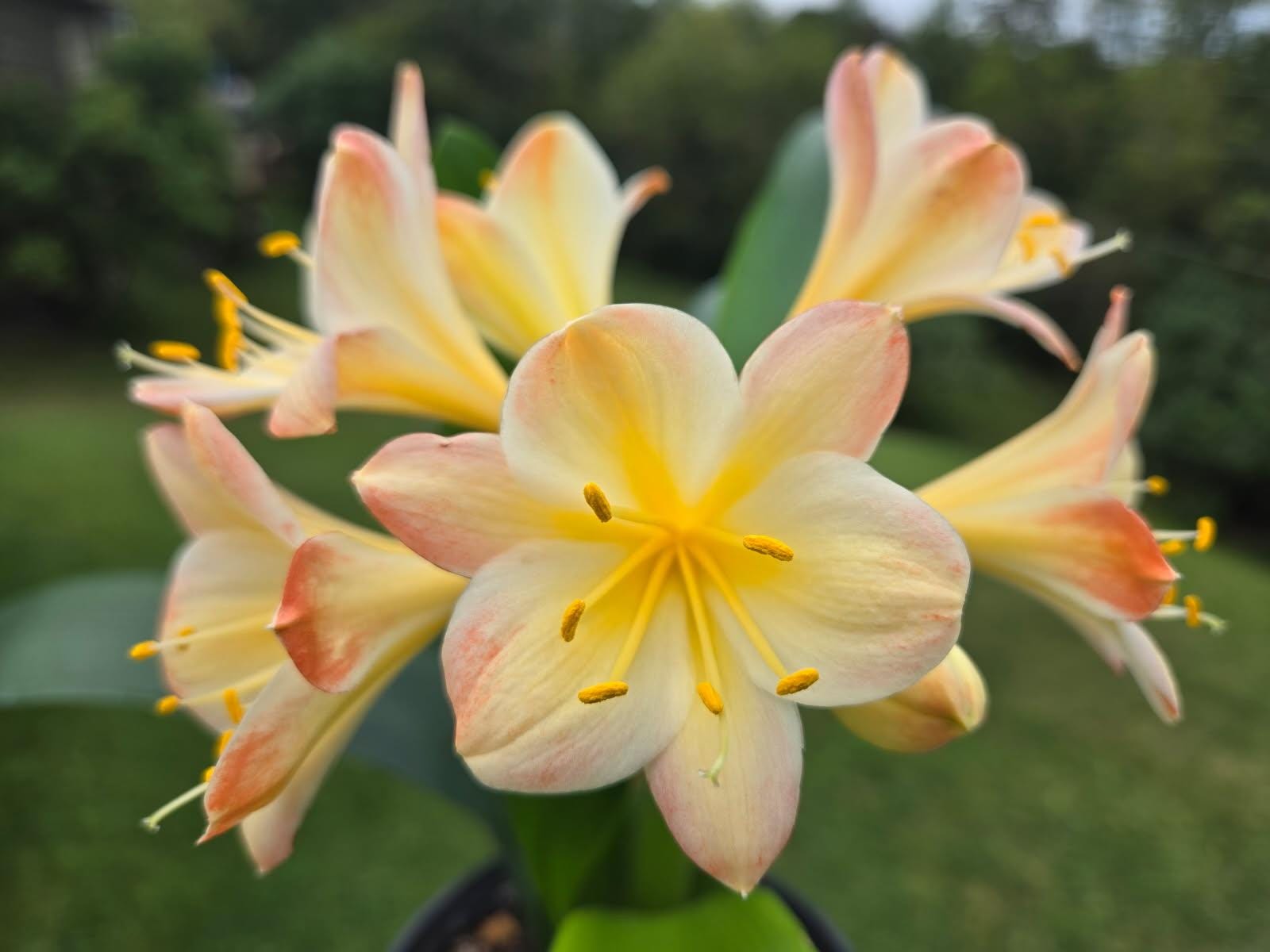Clivia fresh seeds Hattori bicolor 4s x Hattori Tyra 3 fresh seeds (not plants) one plant
