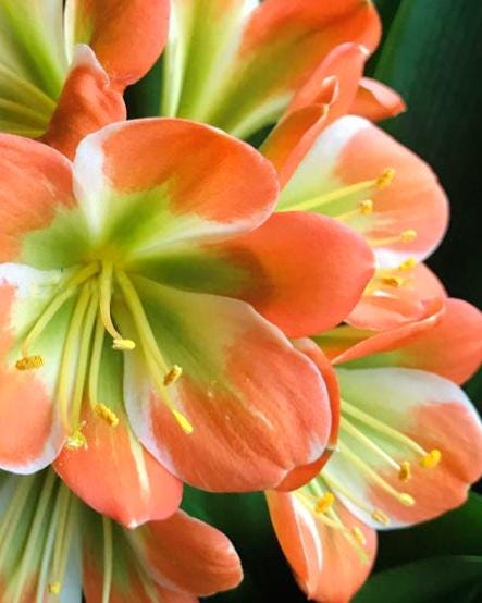 Clivia seedlings Green Throat Hattori 2-3 leaves 4-6 inches tall one plant