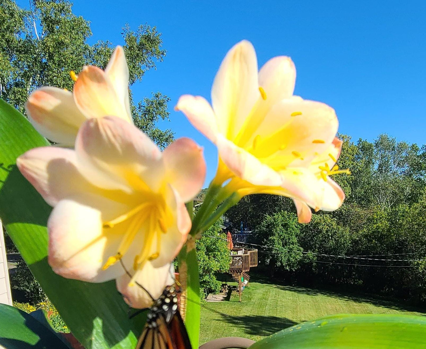 Clivia fresh seeds Hattori bicolor 4s x Hattori Tyra 3 fresh seeds (not plants) one plant