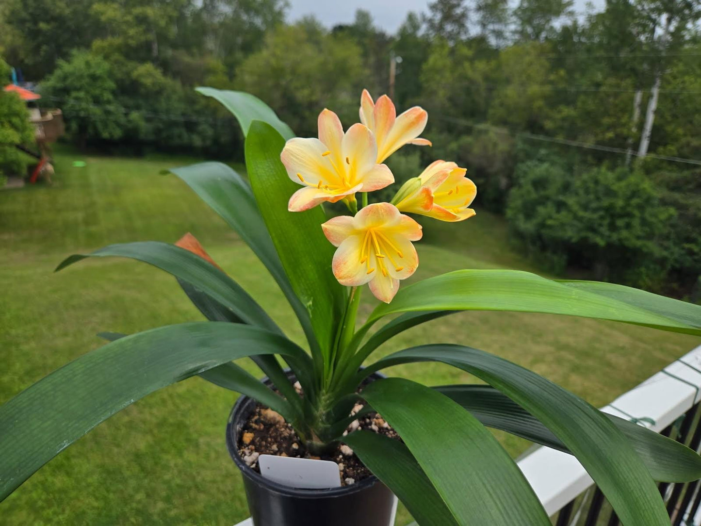 Clivia fresh seeds Hattori bicolor 4s x Hattori Tyra 3 fresh seeds (not plants) one plant