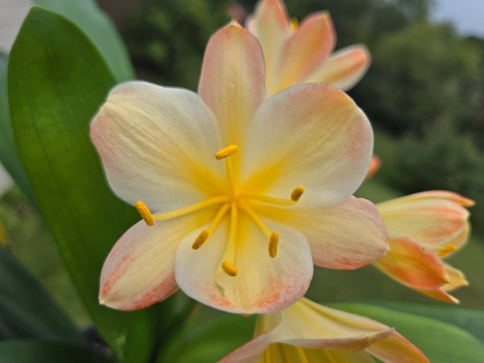 Clivia fresh seeds Hattori bicolor 4s x Hattori Tyra 3 fresh seeds (not plants) one plant