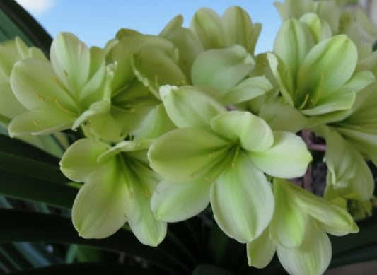 Clivia seedling TK Creamy x (Natal Yellow F1 x One Love interspecific) 7-8 inches tall one plant