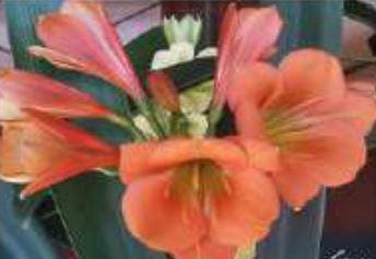 Clivia interspecific seedling crossed between Splash and (Natal Yellow x One Love Pink/Bronze) 3-4 leaves one plant