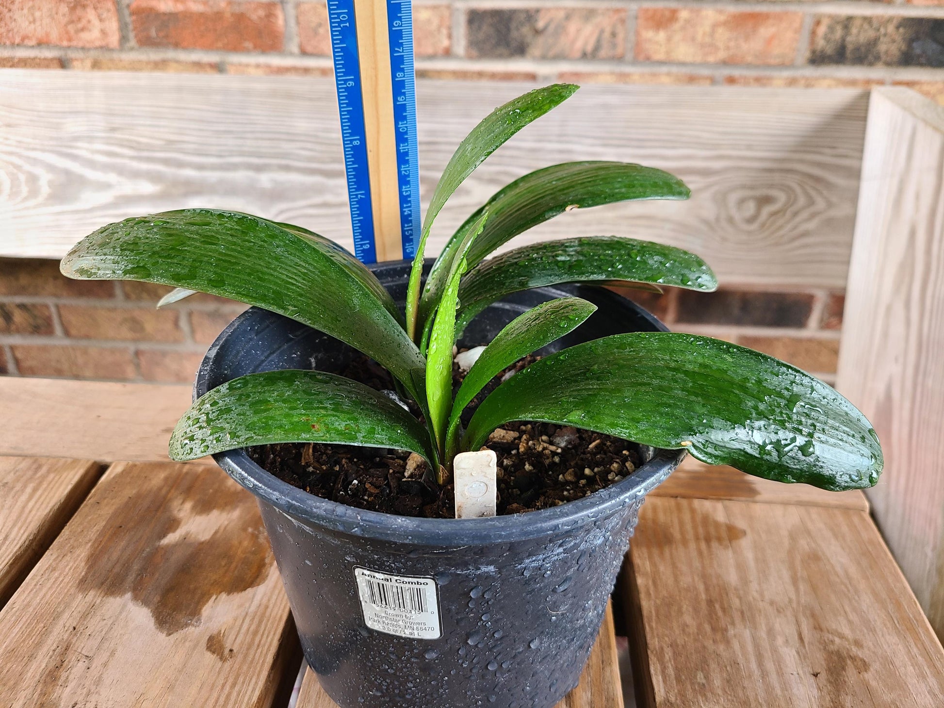 Clivia bush lily young Japanese Daruma compact plant orange great gift one vigorous plant one plant