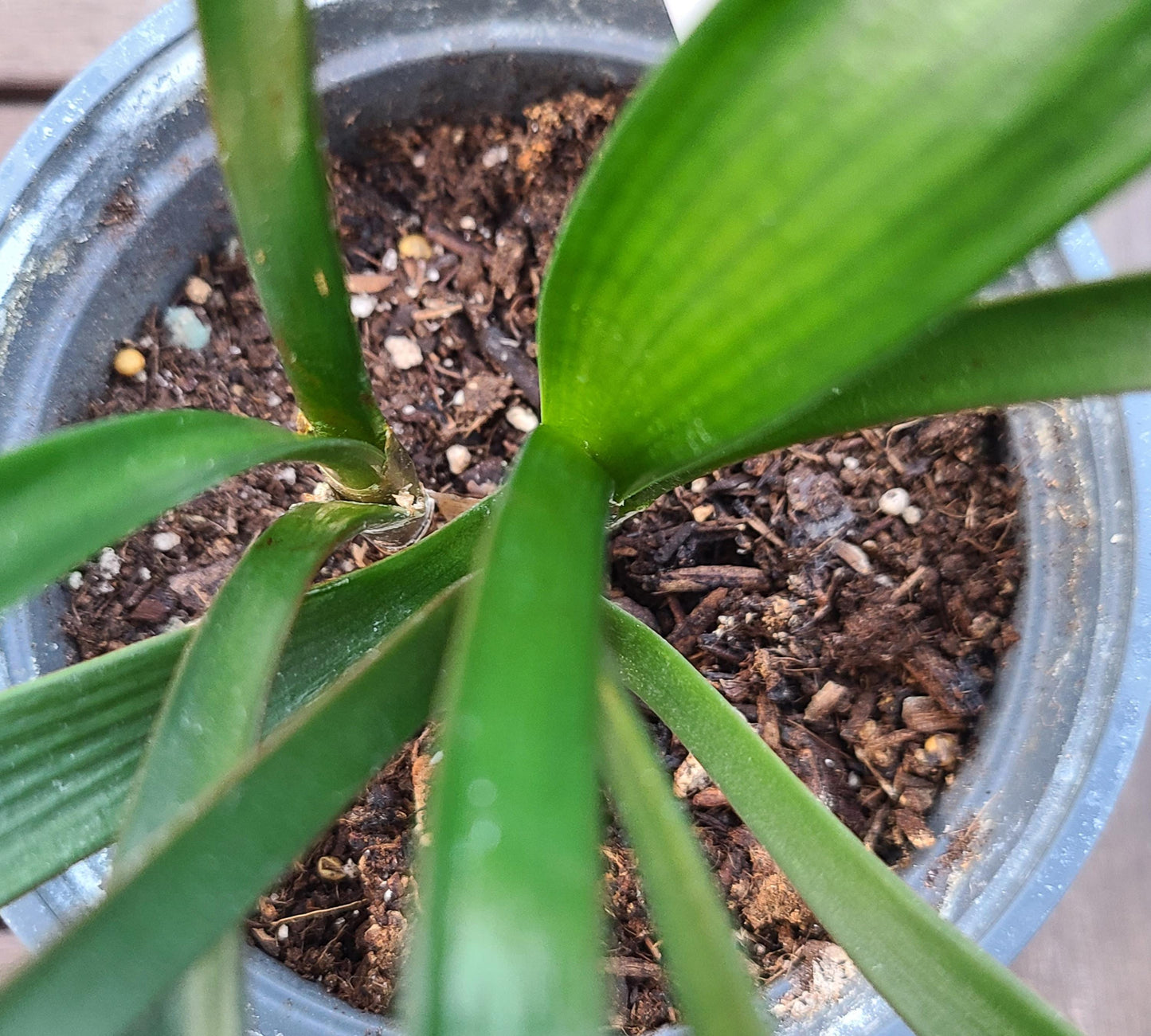 Clivia seedling cross between Natal Yellow x Japanese Yellow Daruma and Dijon Mustard Blush 3-4 leaves 6-7 inches tall one plant