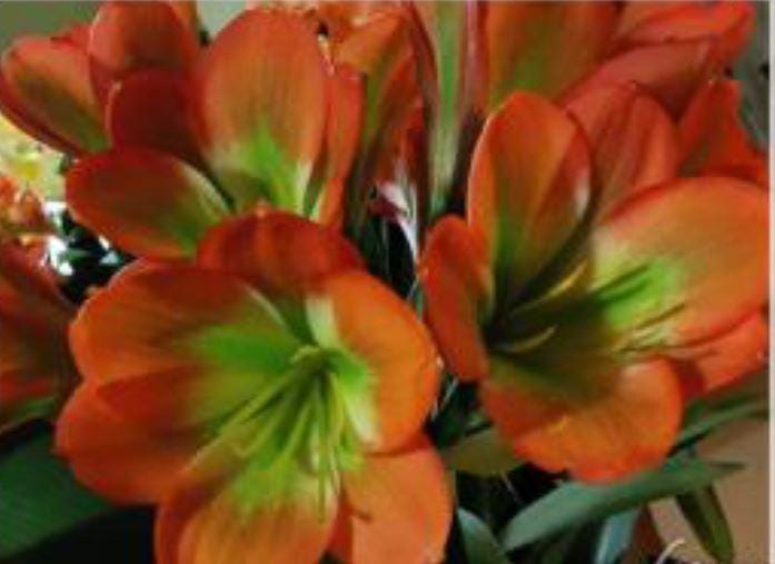 Clivia seedling cross between Discovery x Hirao and Miniature Gardennii hybrid 3-4 leaves 6-7 inches tall one plant