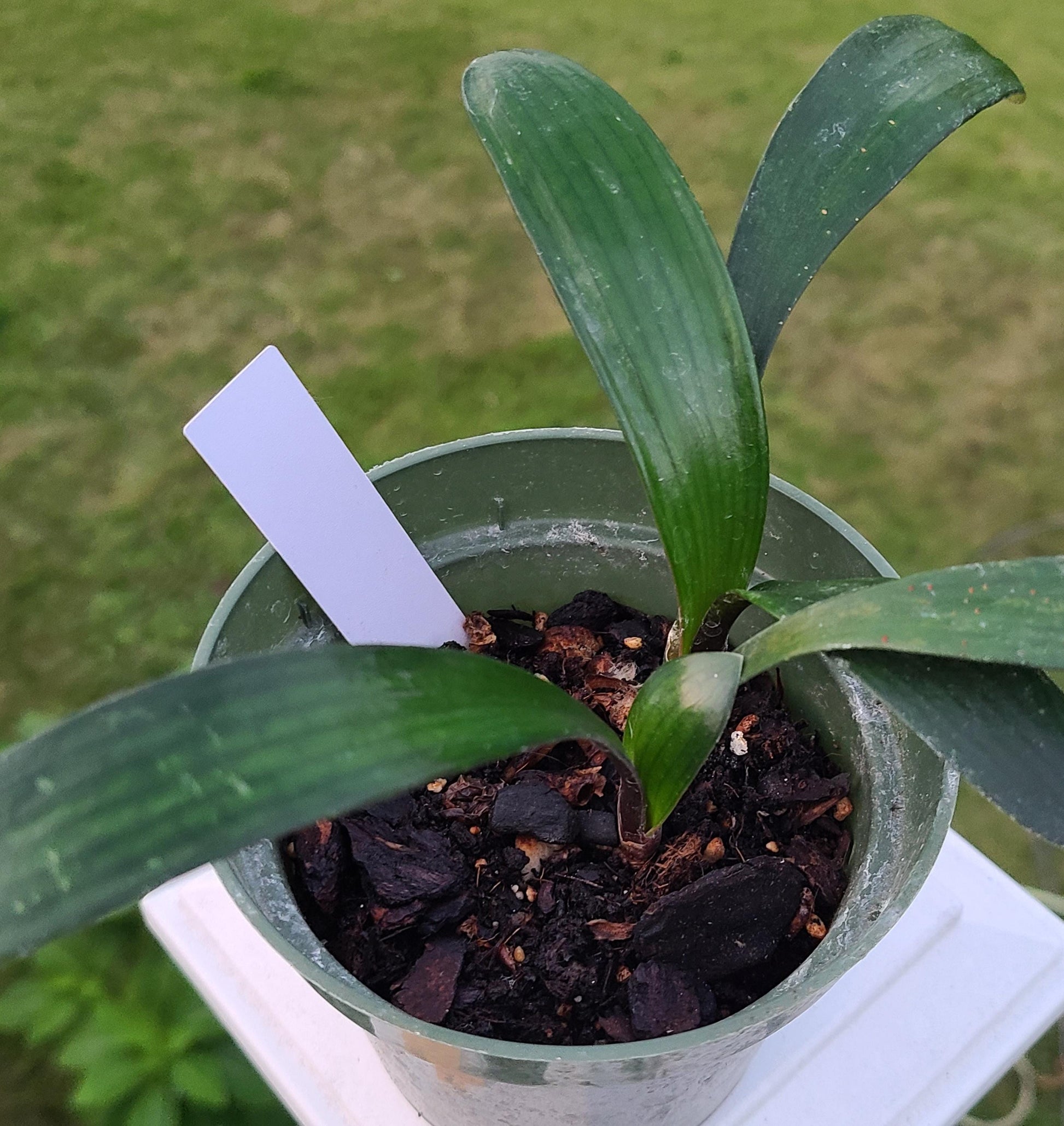 Clivia seedling cross Compact dark green throat picotee and (Lisa Mannion Broad leaf yellow x East Meets West) 3-4 leaves 4-5 inches tall one plant