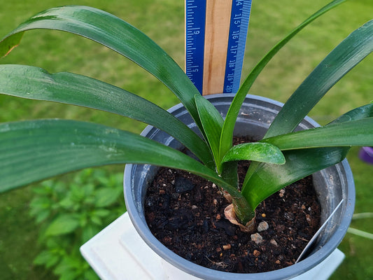 Clivia seedling cross between Discovery x Hirao and Miniature Gardennii hybrid 3-4 leaves 6-7 inches tall one plant