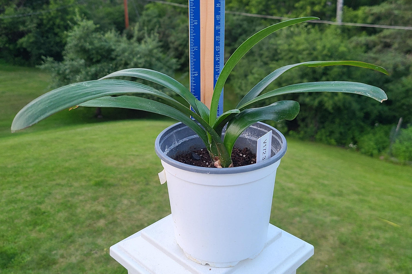 Clivia seedling cross between Discovery x Hirao and Miniature Gardennii hybrid 3-4 leaves 6-7 inches tall one plant