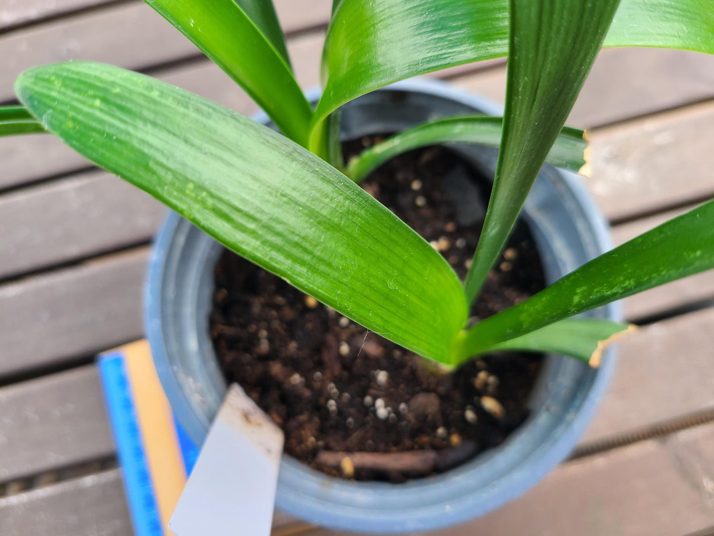Clivia interspecific seedling between Happy Wanderer x Angel's Calling 3-4 leaves one plant