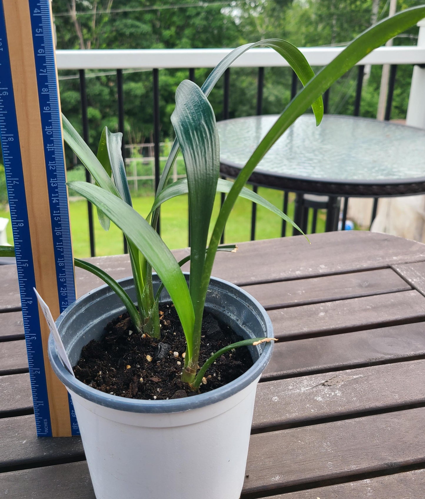 Clivia interspecific seedling between Happy Wanderer x Angel's Calling 3-4 leaves one plant