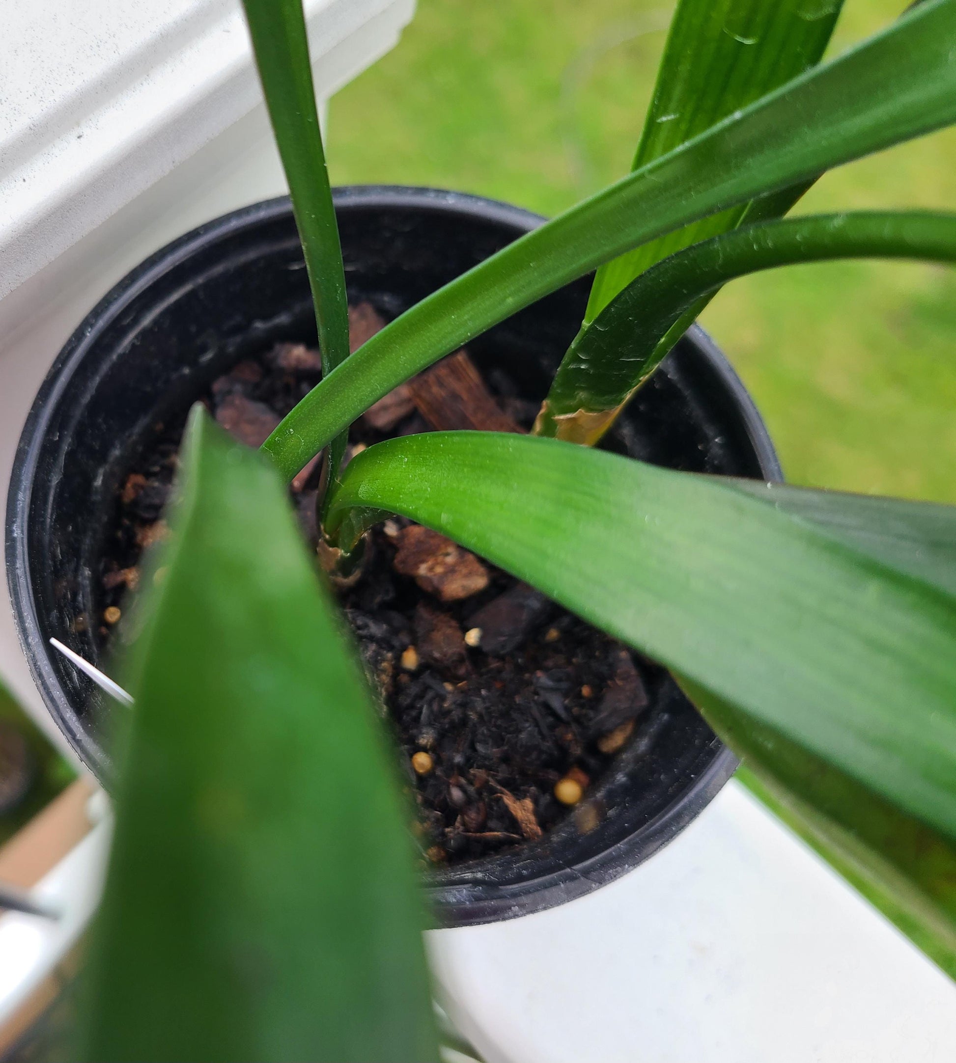 Clivia seedling cross [Cynthia's Best Natal Yellow] x [Dijon Mustard Blush] 3-4 leaves one plant