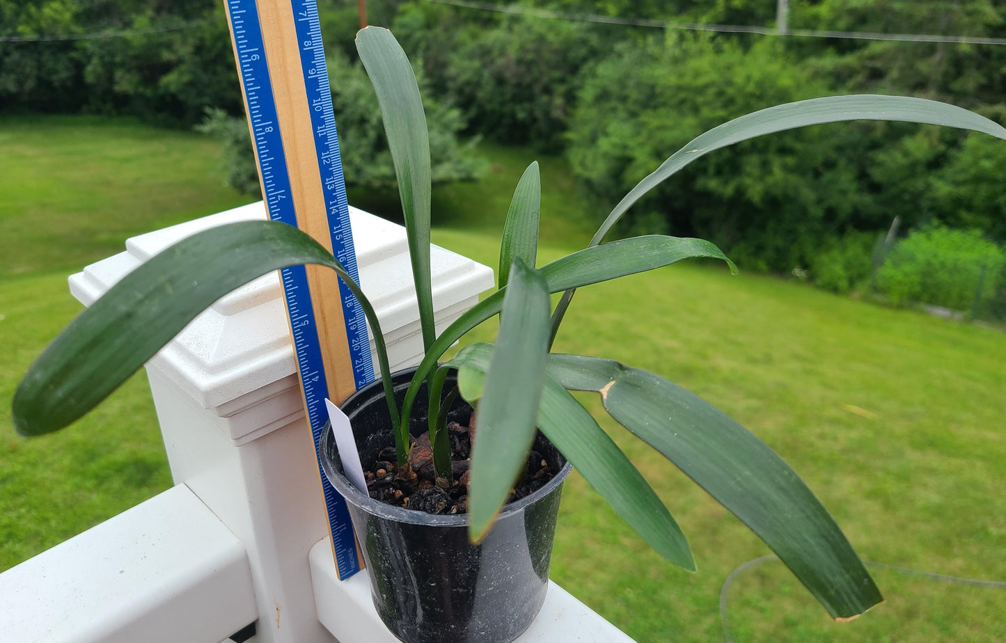 Clivia seedling cross [Cynthia's Best Natal Yellow] x [Dijon Mustard Blush] 3-4 leaves one plant