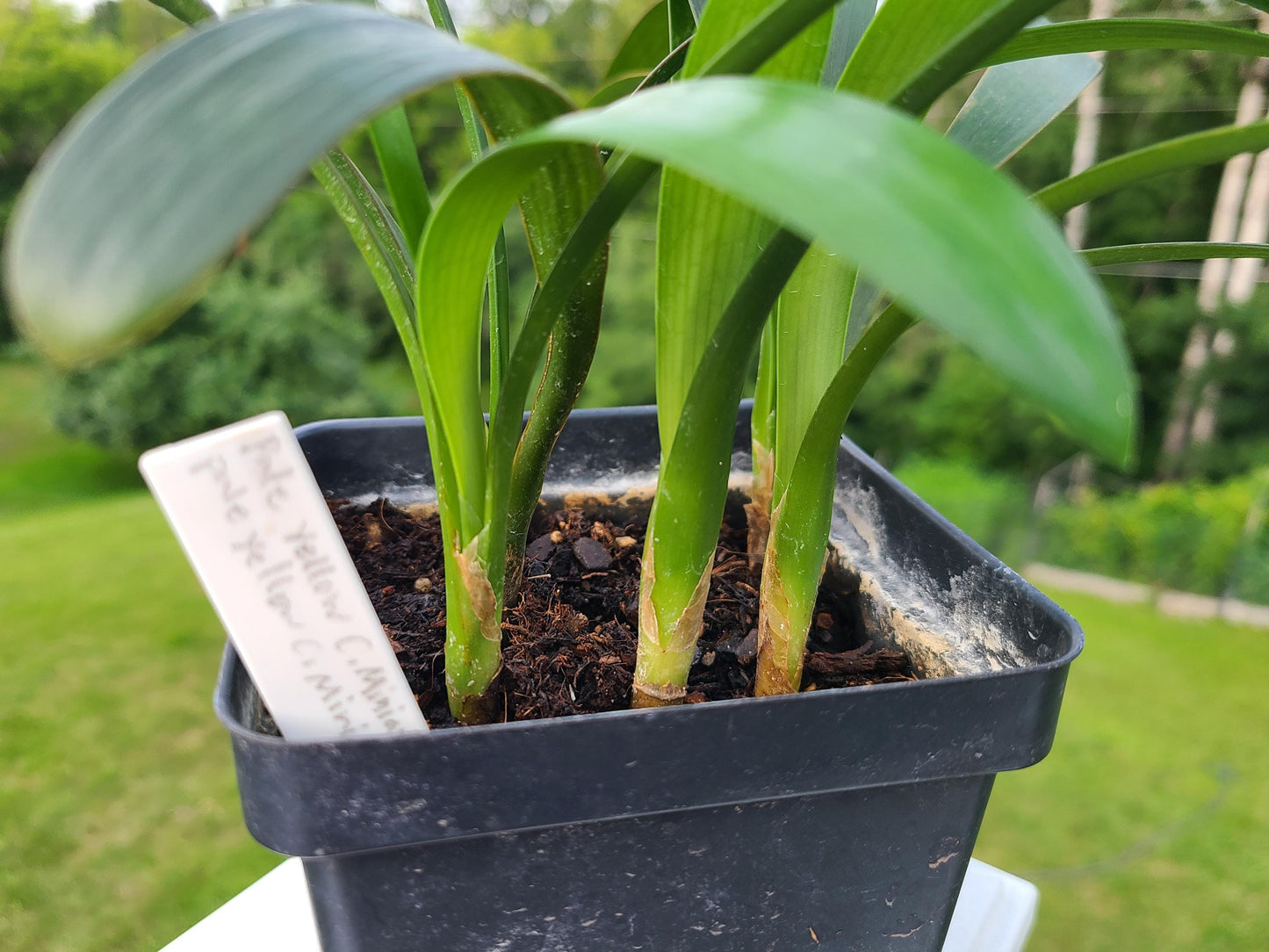 Clivia seedling cross of Nakamura pale yellow C.miniata and Pale yellow C. miniata 4 leaves one plant