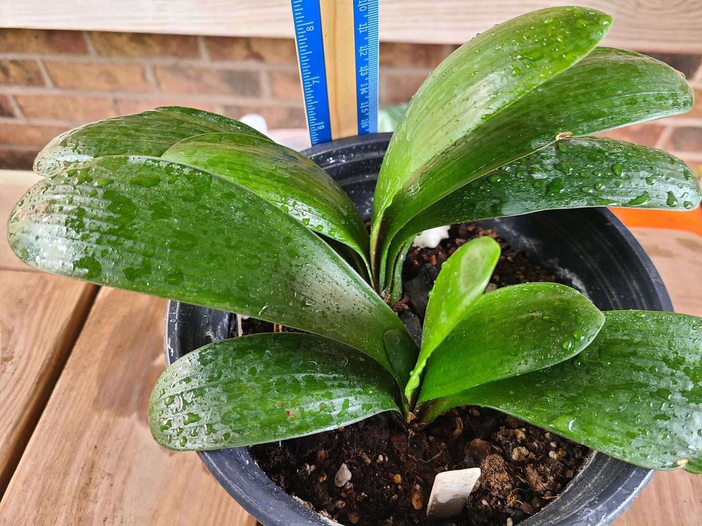 Clivia bush lily young Japanese Daruma compact plant orange great gift one vigorous plant one plant