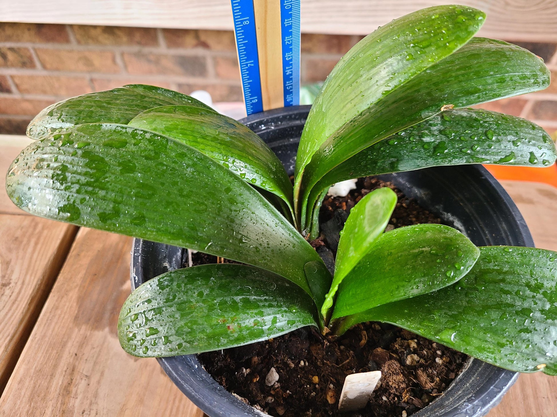 Clivia bush lily young Japanese Daruma compact plant orange great gift one vigorous plant one plant