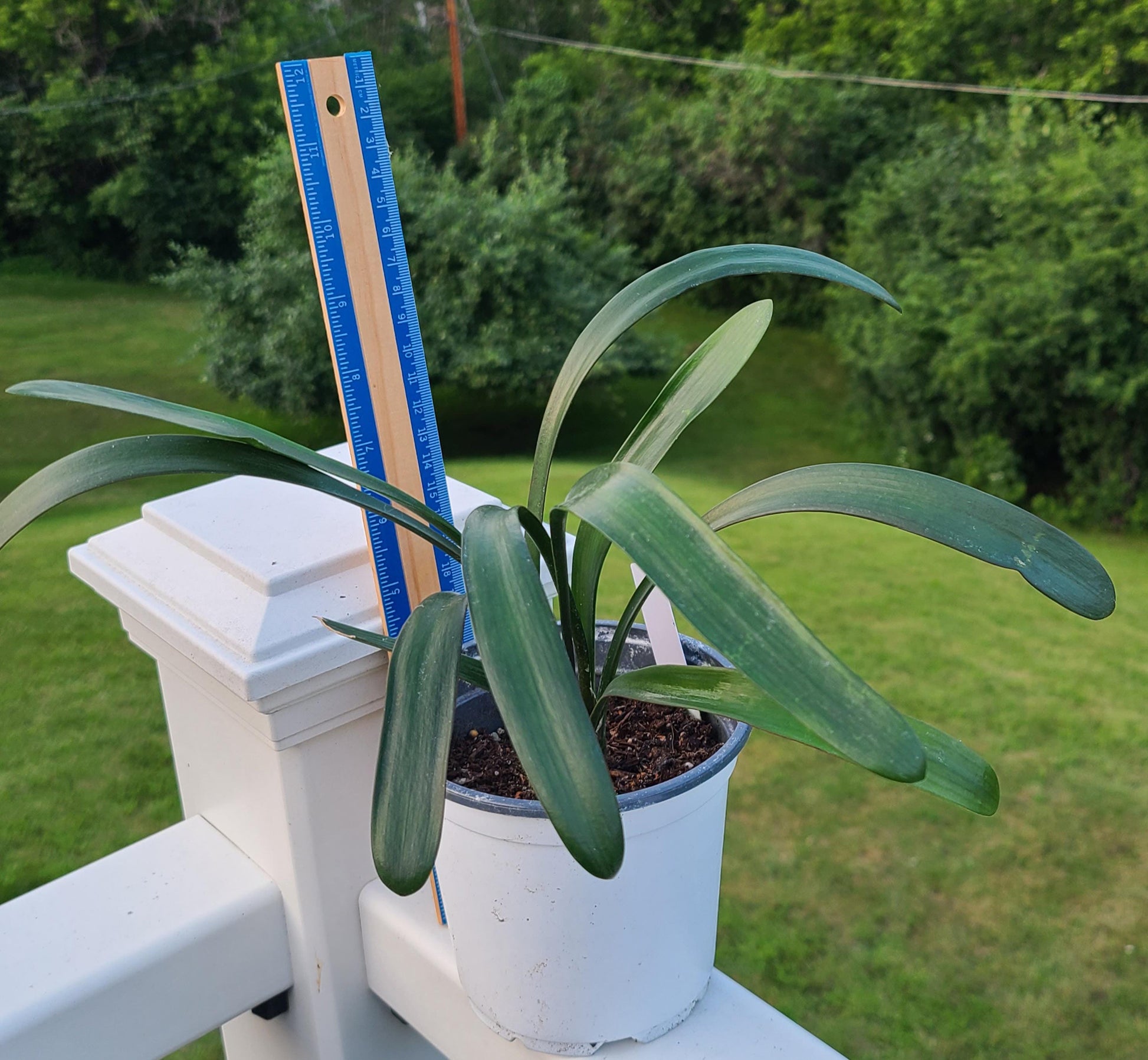 Clivia seedling cross between Natal Yellow x Japanese Yellow Daruma and Dijon Mustard Blush 3-4 leaves 6-7 inches tall one plant