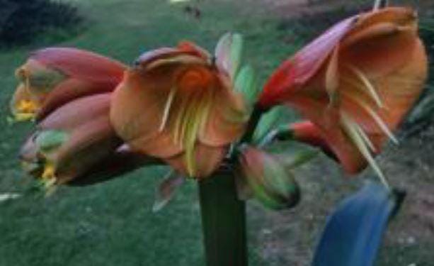 Clivia seedling cross between Discovery x Hirao and Miniature Gardennii hybrid 3-4 leaves 6-7 inches tall one plant