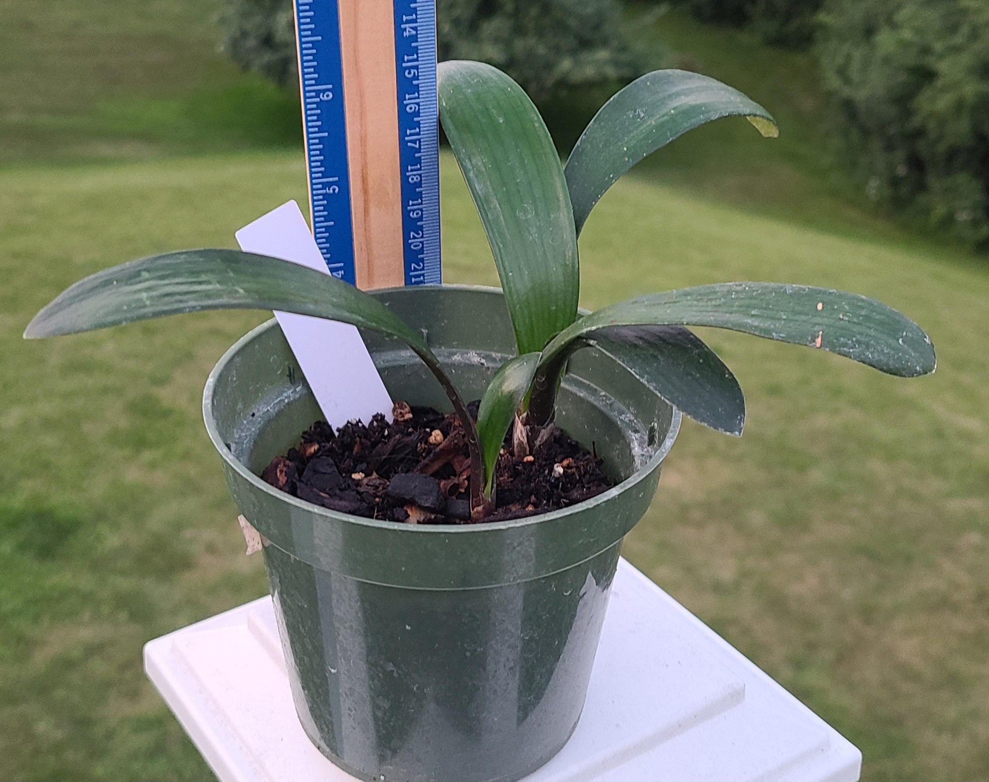 Clivia seedling cross Compact dark green throat picotee and (Lisa Mannion Broad leaf yellow x East Meets West) 3-4 leaves 4-5 inches tall one plant