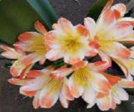 Clivia interspecific seedling crossed between Splash and (Natal Yellow x One Love Pink/Bronze) 3-4 leaves one plant