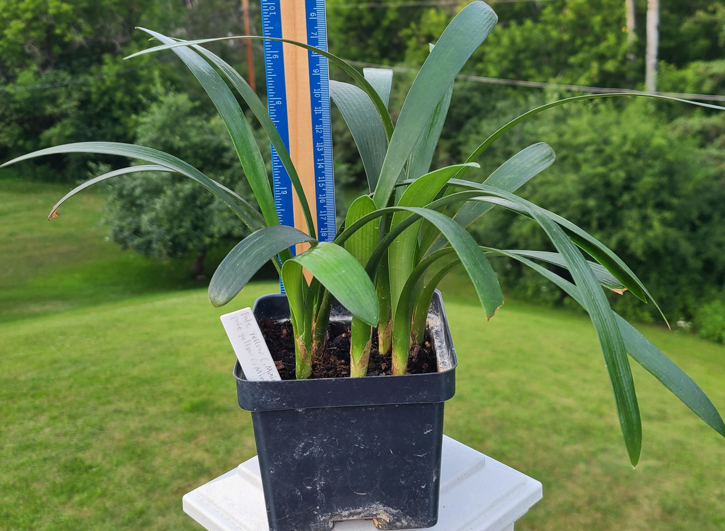 Clivia seedling cross of Nakamura pale yellow C.miniata and Pale yellow C. miniata 4 leaves one plant