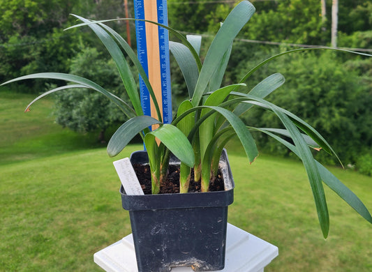 Clivia seedling cross of Nakamura pale yellow C.miniata and Pale yellow C. miniata 4 leaves one plant