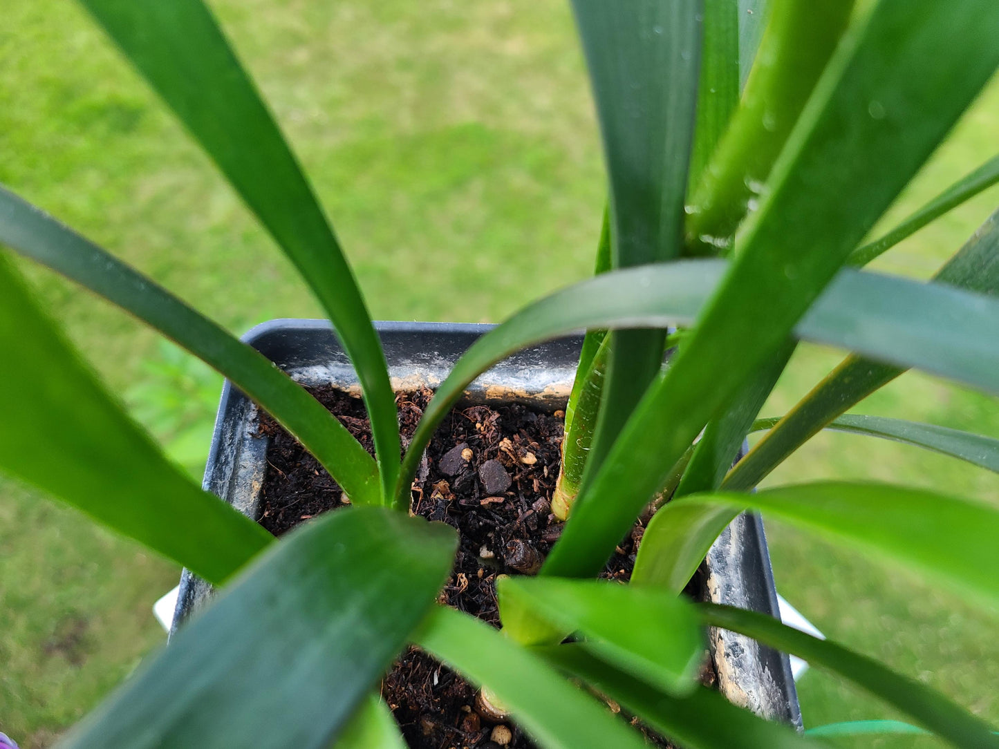 Clivia seedling cross of Nakamura pale yellow C.miniata and Pale yellow C. miniata 4 leaves one plant