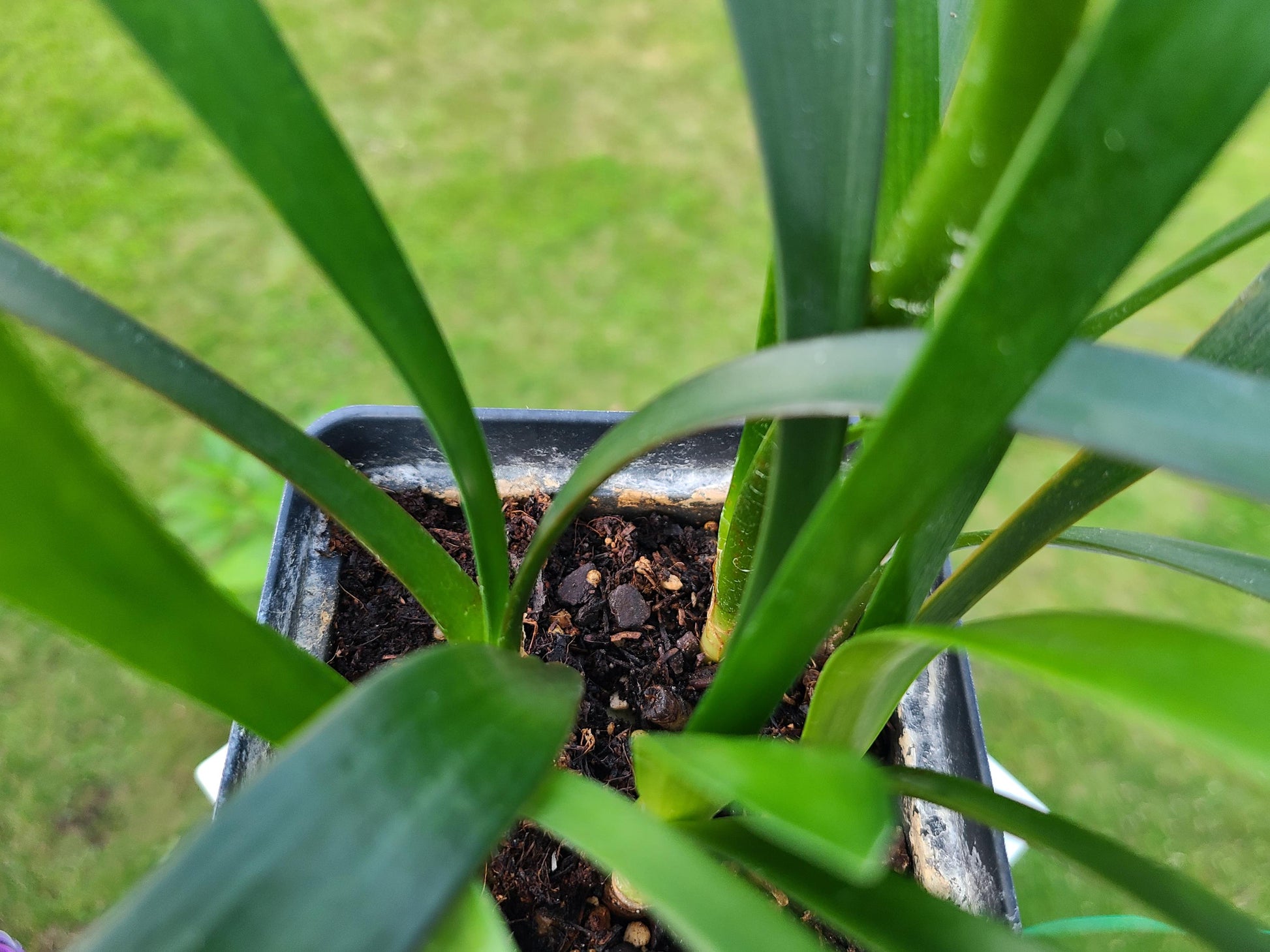 Clivia seedling cross of Nakamura pale yellow C.miniata and Pale yellow C. miniata 4 leaves one plant