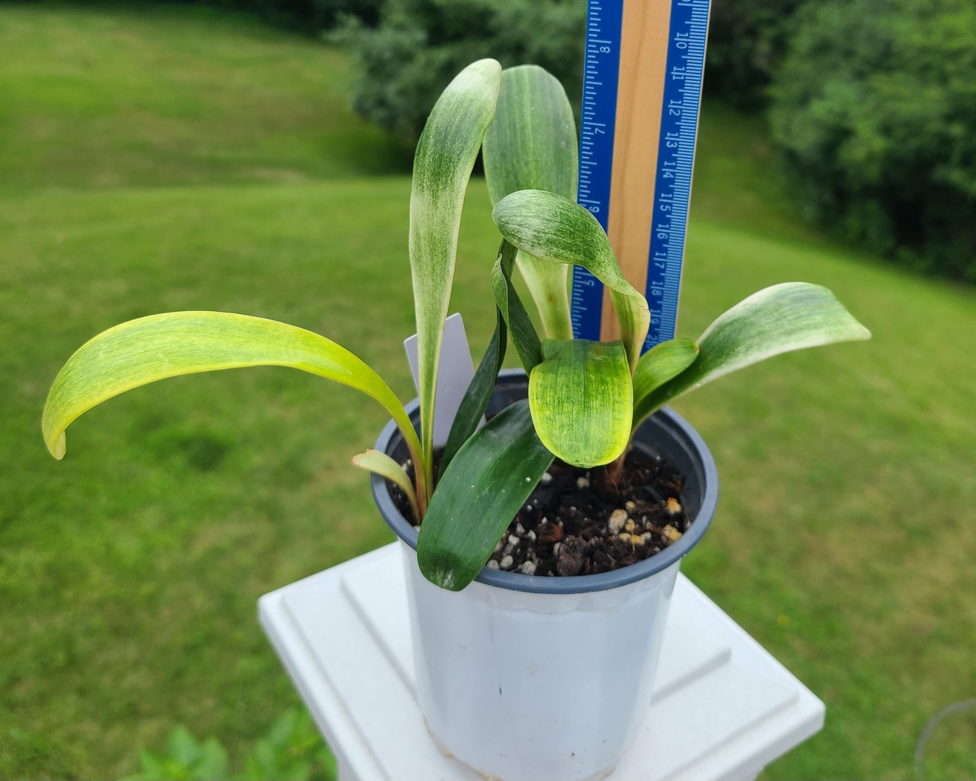 Clivia LOB semi broad leaf x (Lisa Mannion Brent Hurst Yellow X CN Y/Blu Monk Yellow/Blush) 3-4 leaves one plant